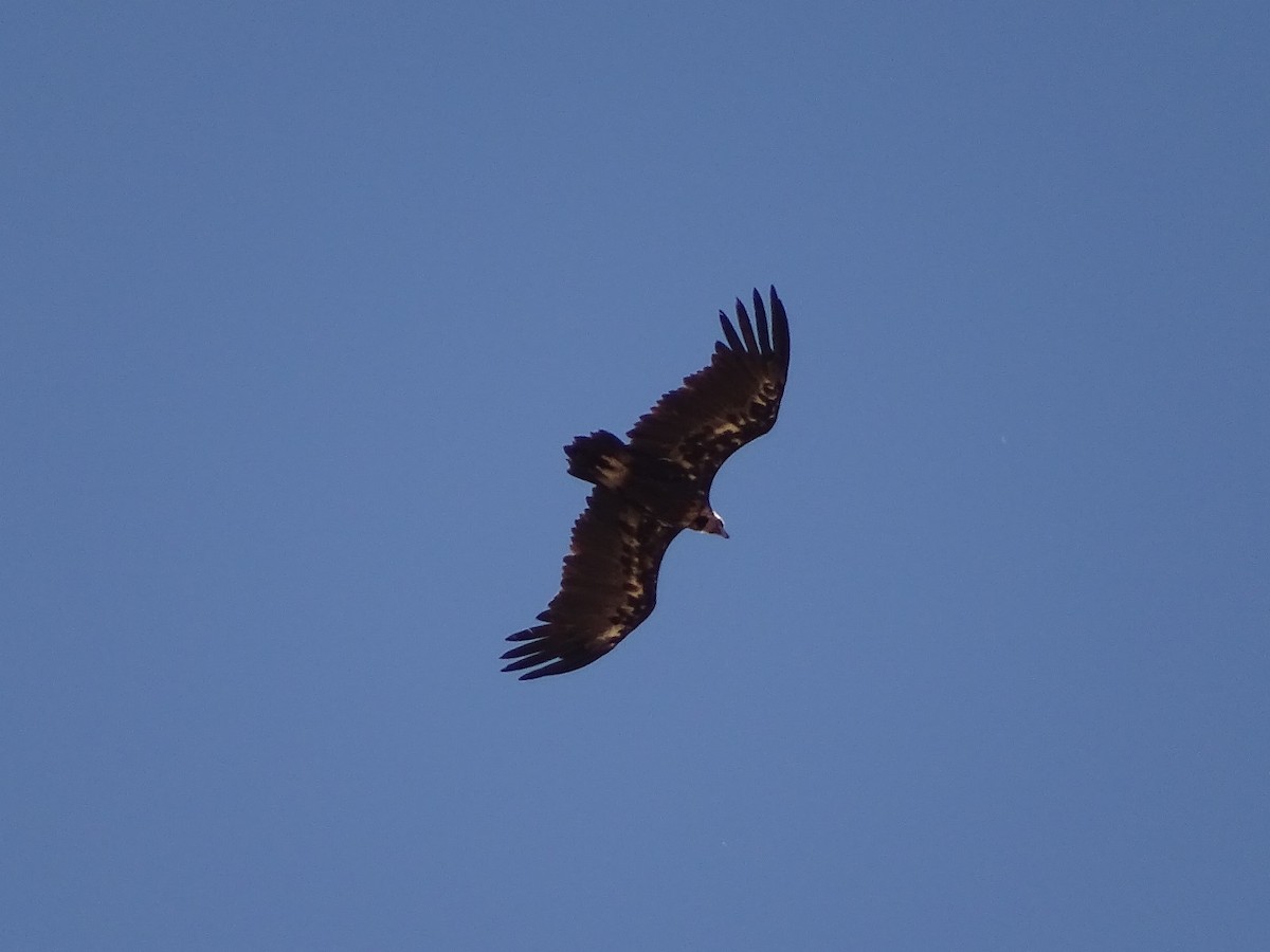 Cinereous Vulture - ML622003919