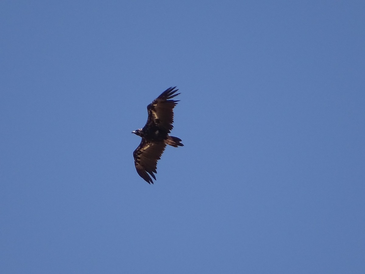 Cinereous Vulture - ML622003921