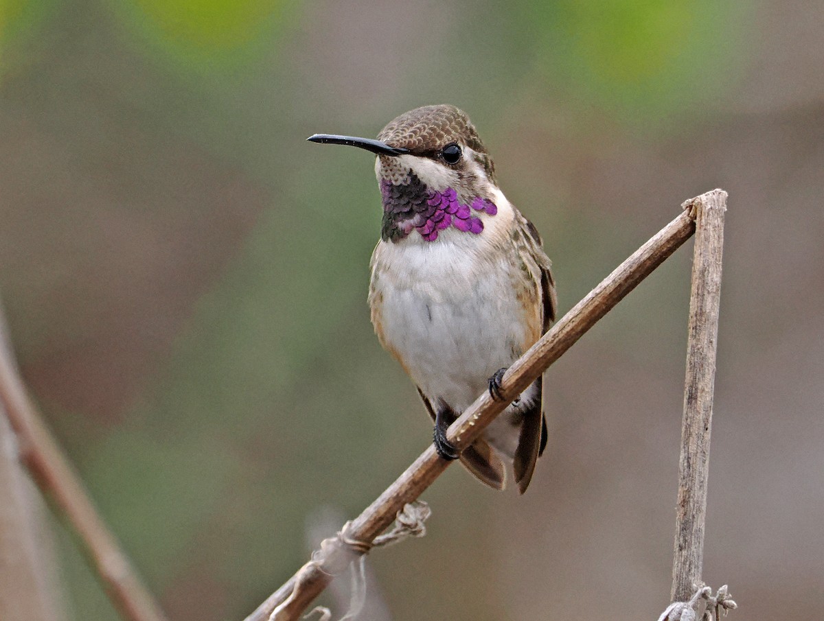 Short-tailed Woodstar - Roger Ahlman