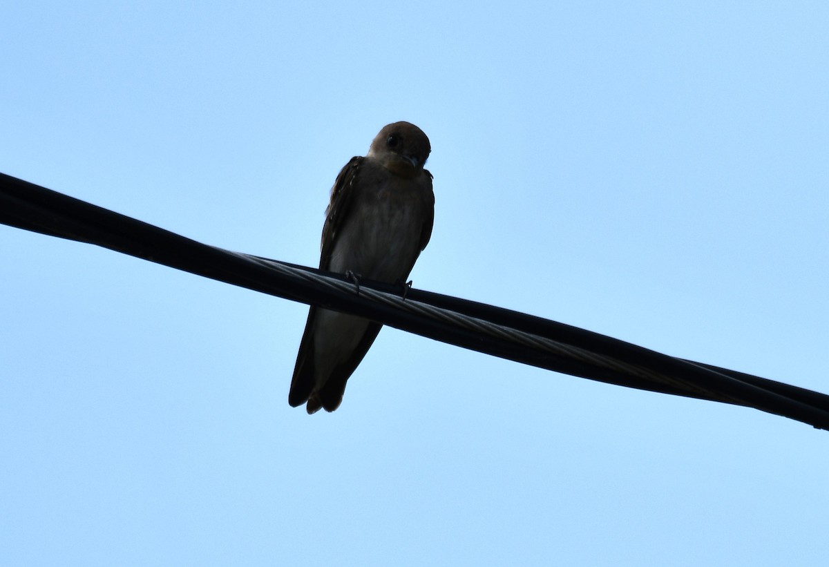 Northern Rough-winged Swallow - ML622003965