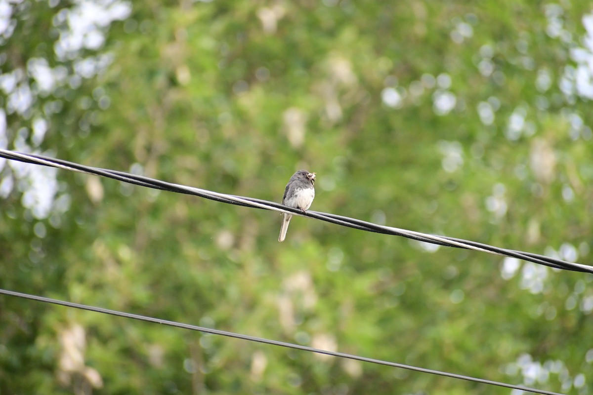 Junco ardoisé - ML622003973