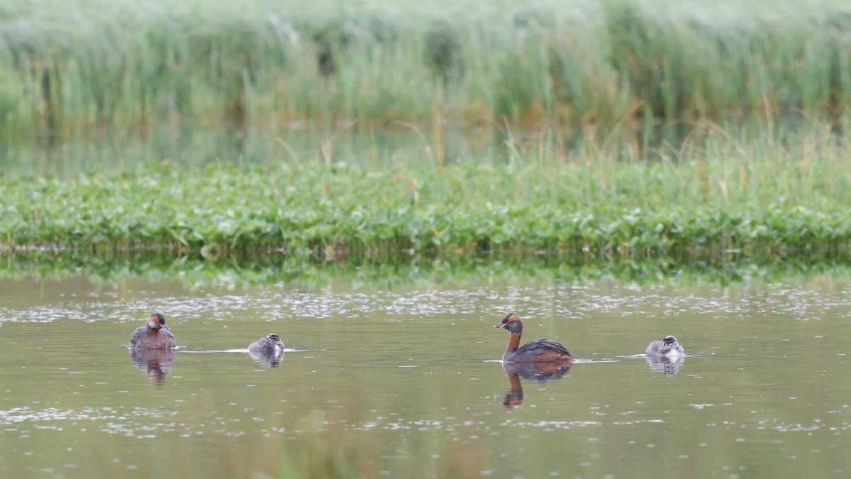 Horned Grebe - Snæþór Aðalsteinsson