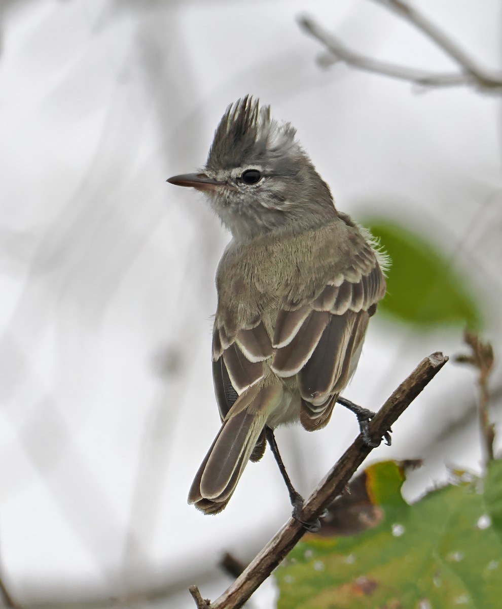 Gray-and-white Tyrannulet - ML622003989