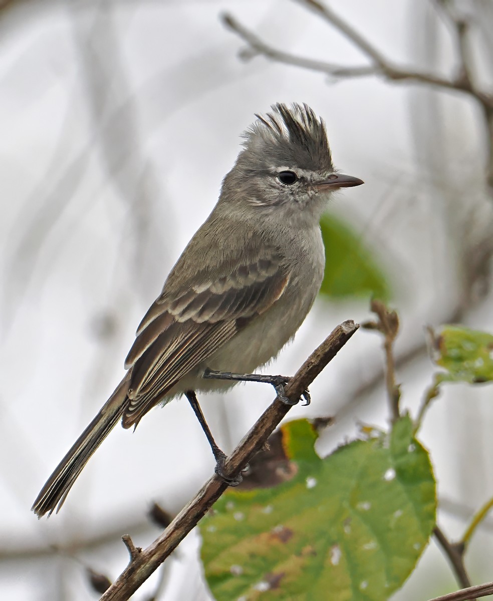 Gray-and-white Tyrannulet - ML622003990