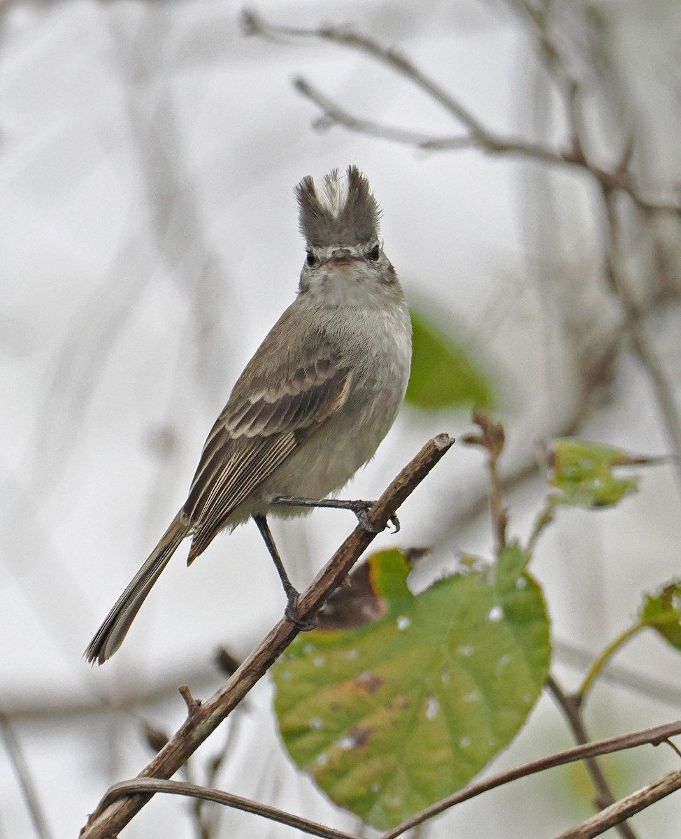 Gray-and-white Tyrannulet - ML622003991