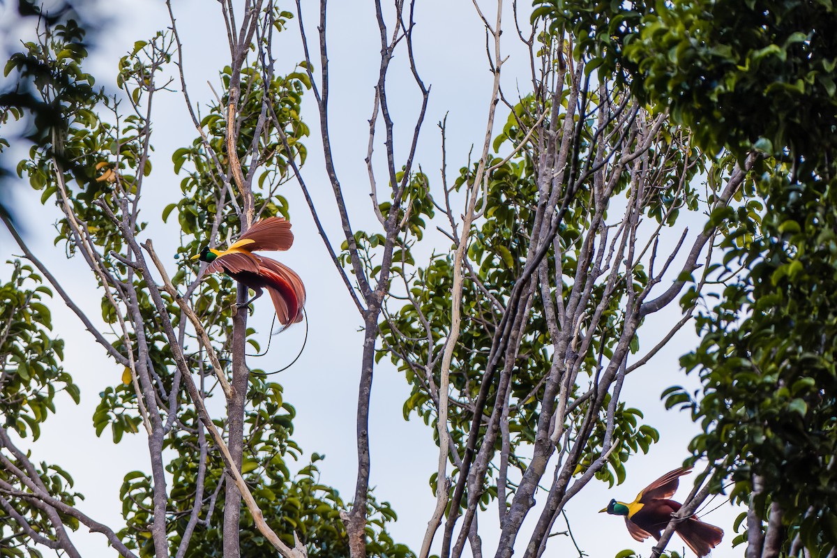 Red Bird-of-Paradise - ML622004015