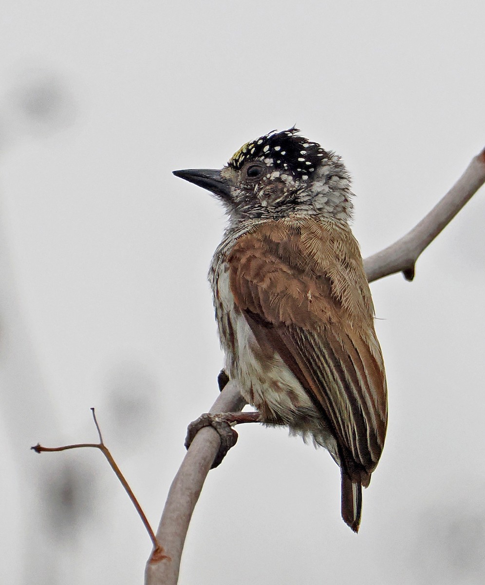 Ecuadorian Piculet - ML622004018