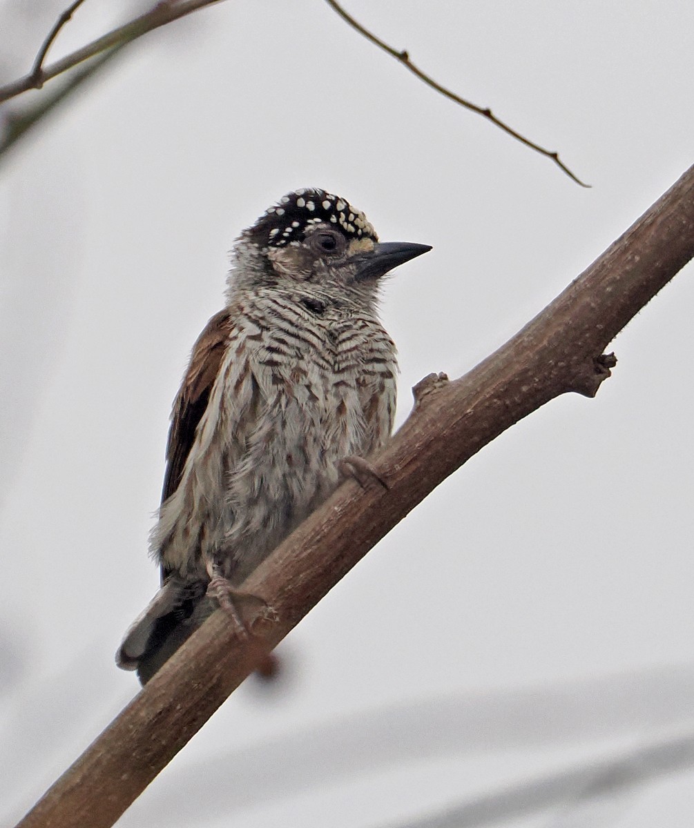 Ecuadorian Piculet - ML622004019