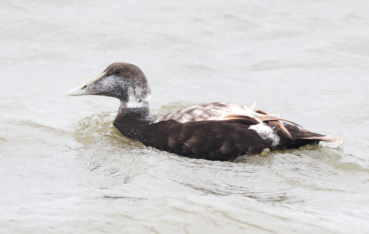 Гага (mollissima) - ML622004125