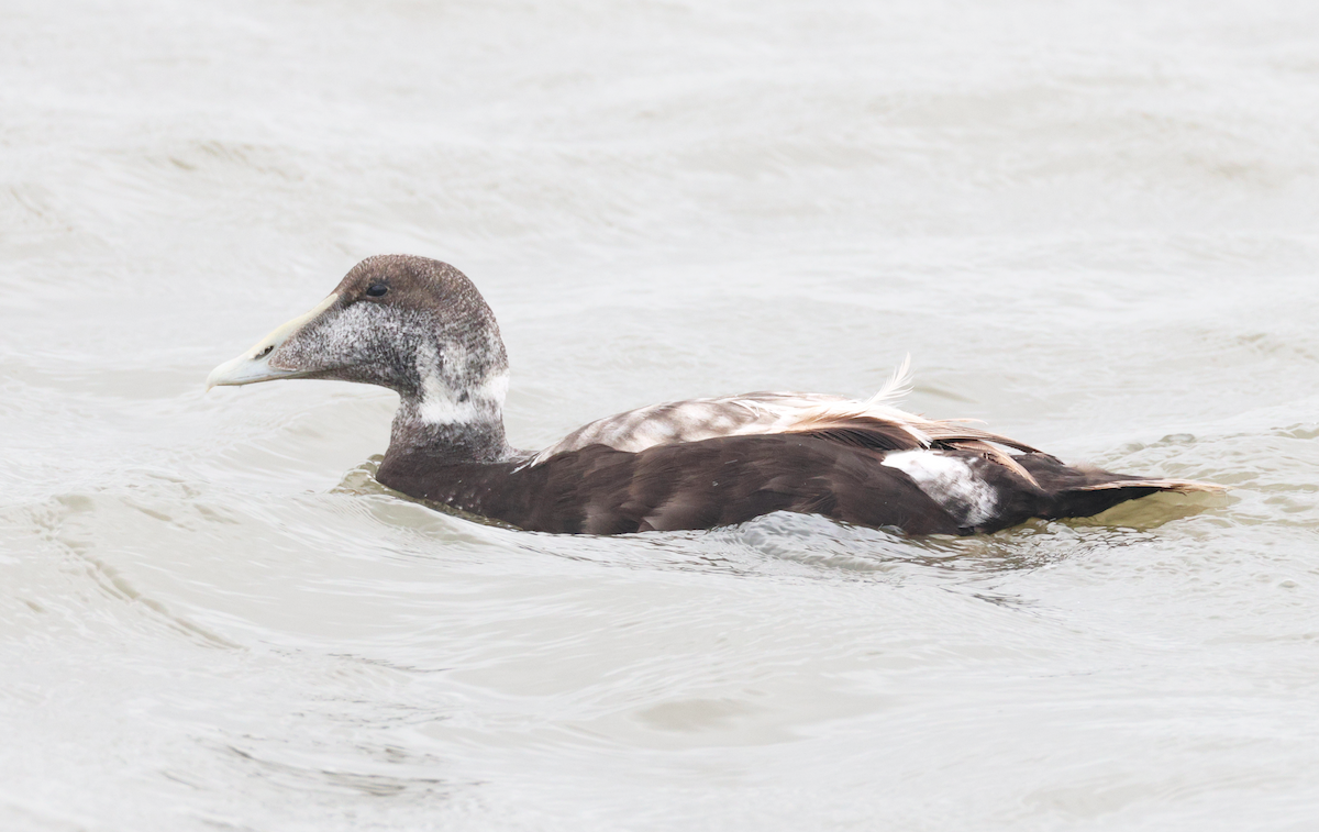 Common Eider (Eurasian) - ML622004136