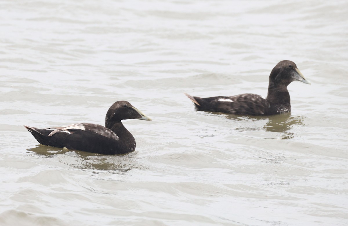 Гага (mollissima) - ML622004154