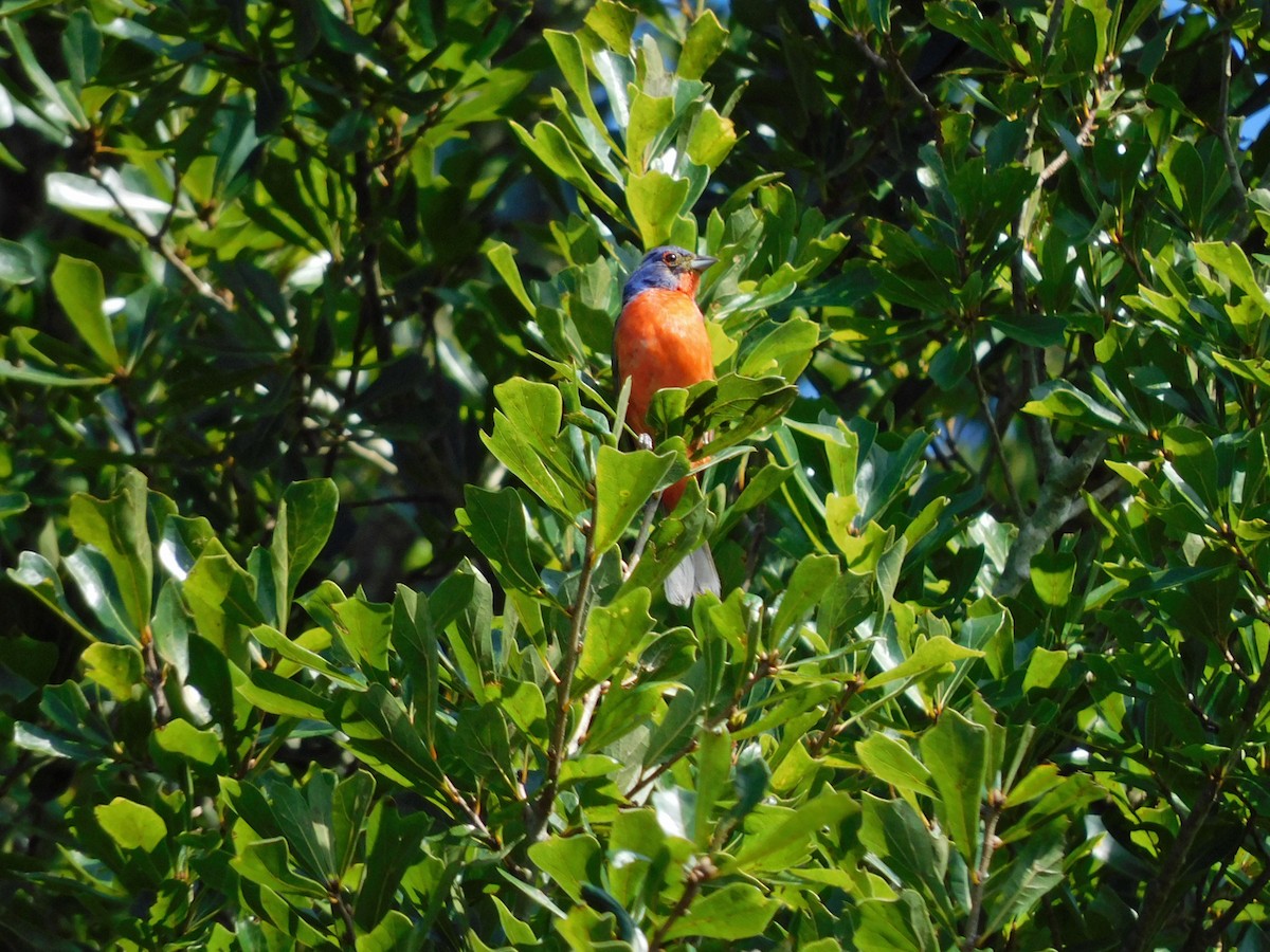 Painted Bunting - ML622004193