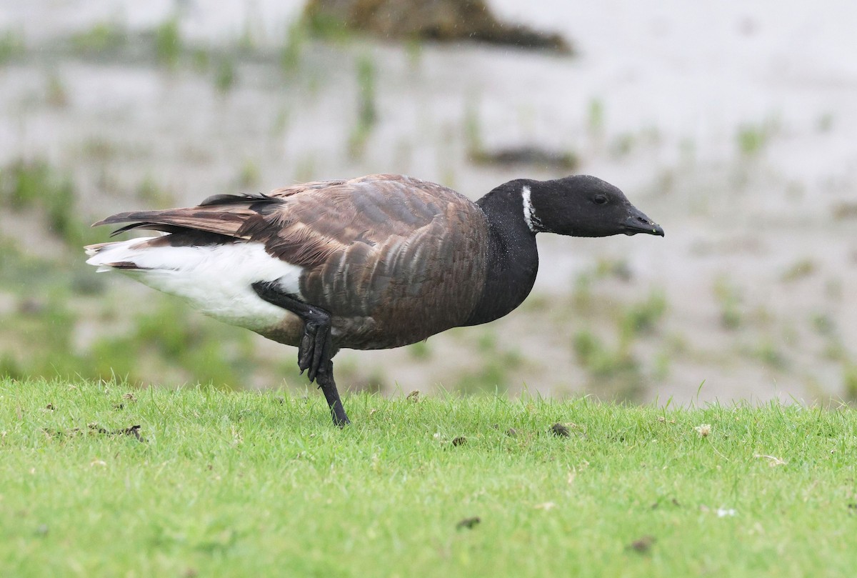 Чёрная казарка - ML622004258