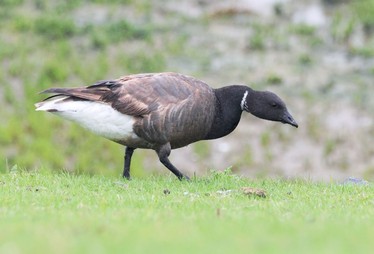 Чёрная казарка - ML622004259