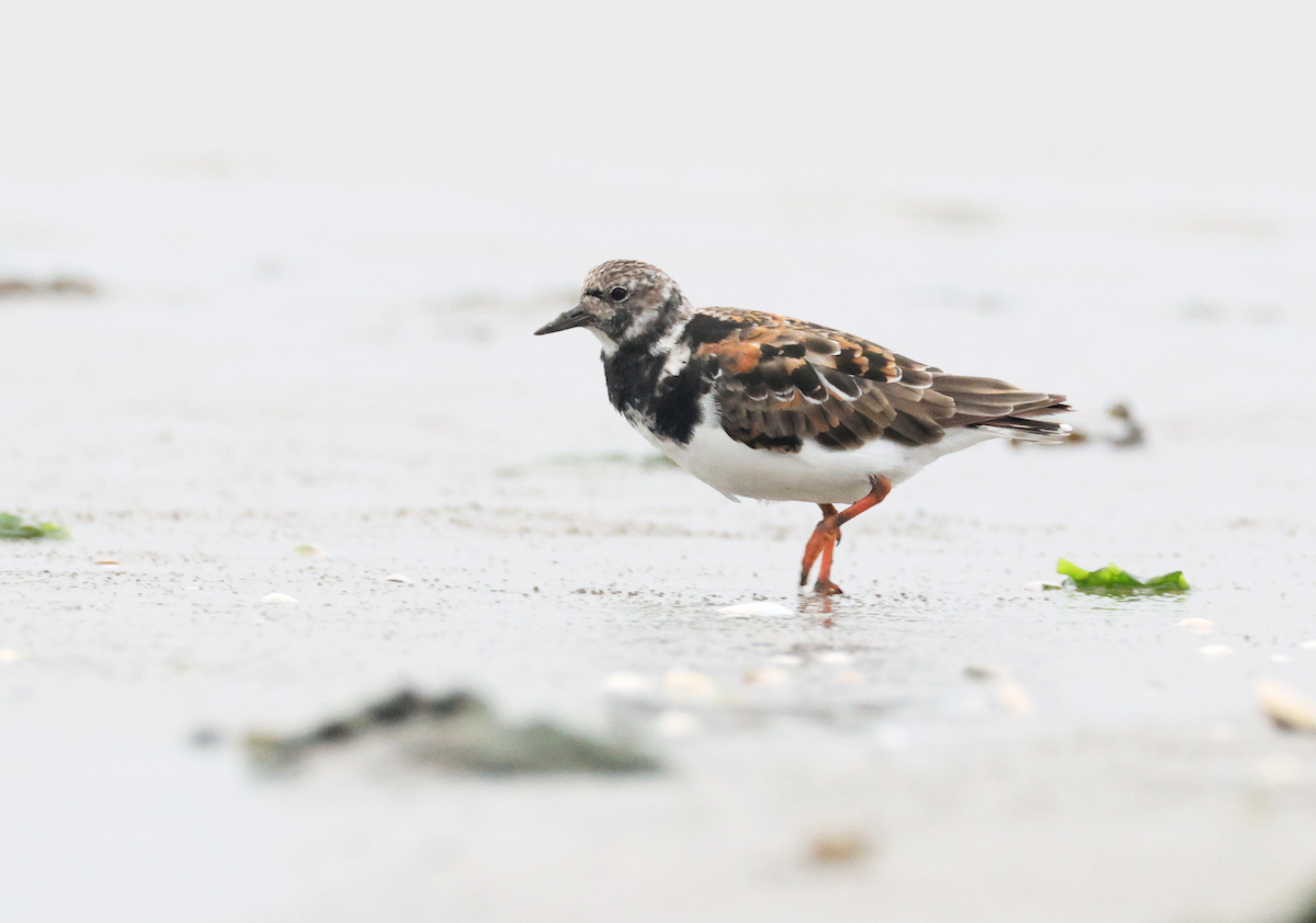 Камнешарка - ML622004279