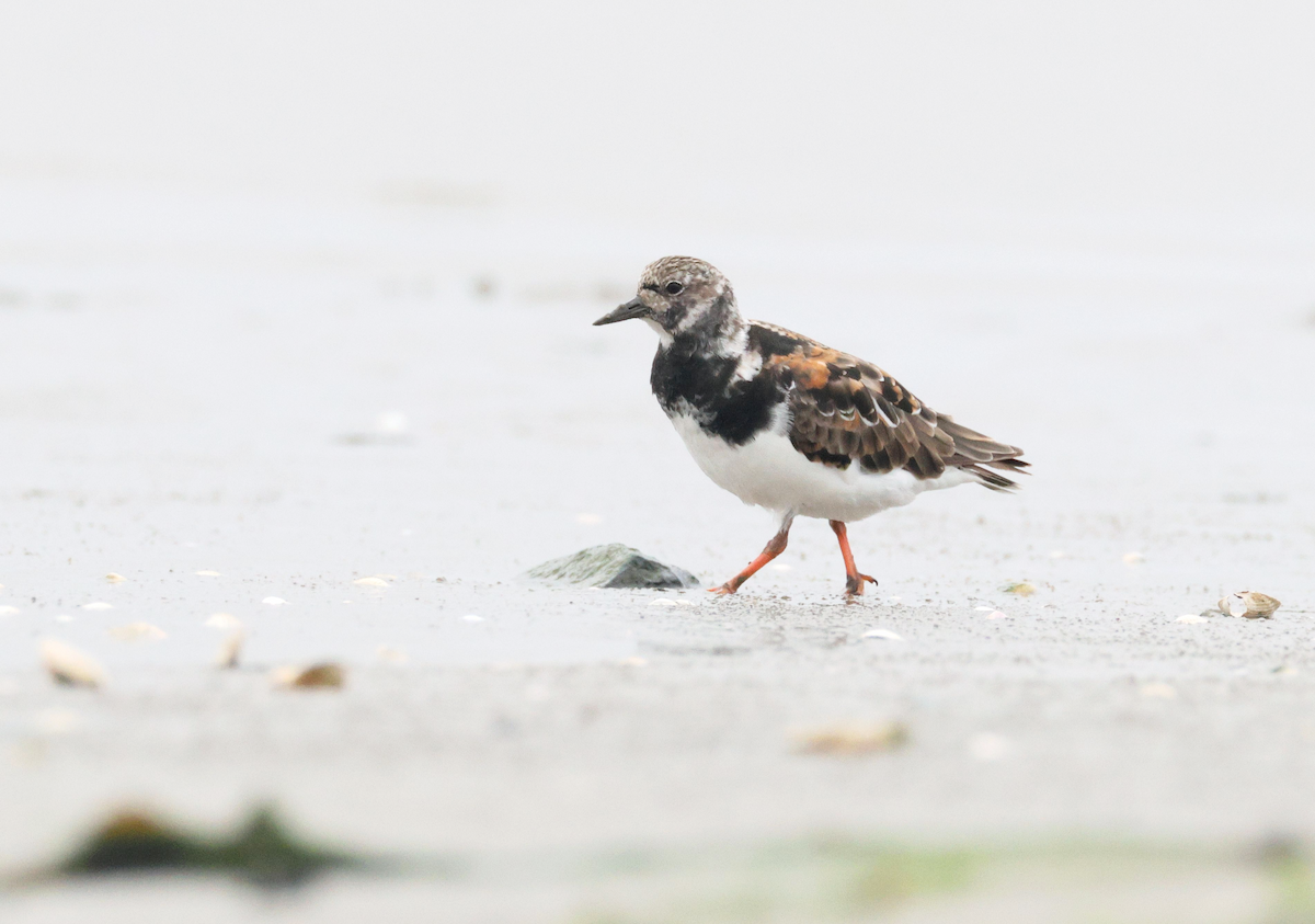 Камнешарка - ML622004282