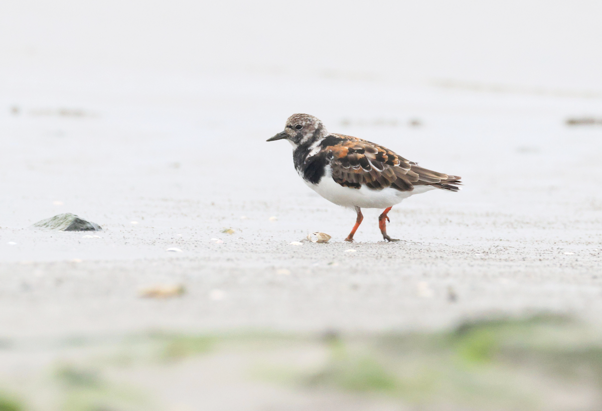 Камнешарка - ML622004292