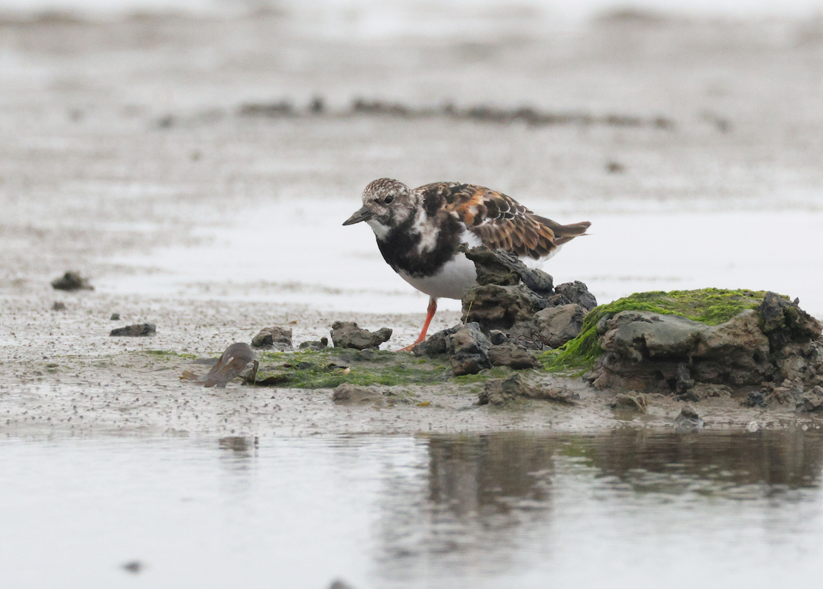 Камнешарка - ML622004293