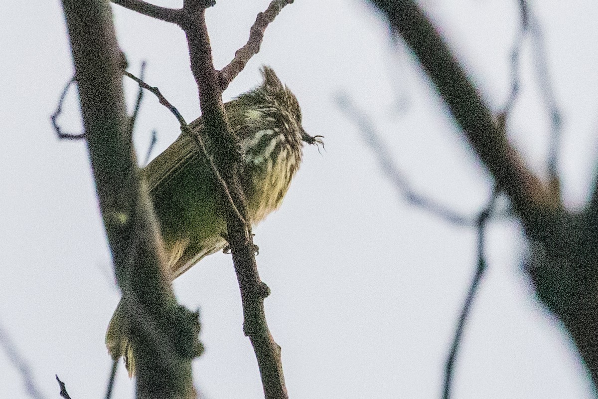 Striated Bulbul - ML622004563