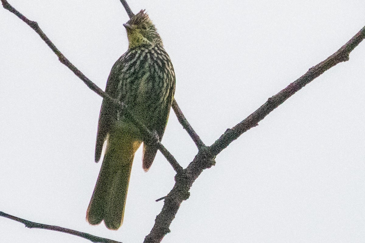 Striated Bulbul - ML622004568