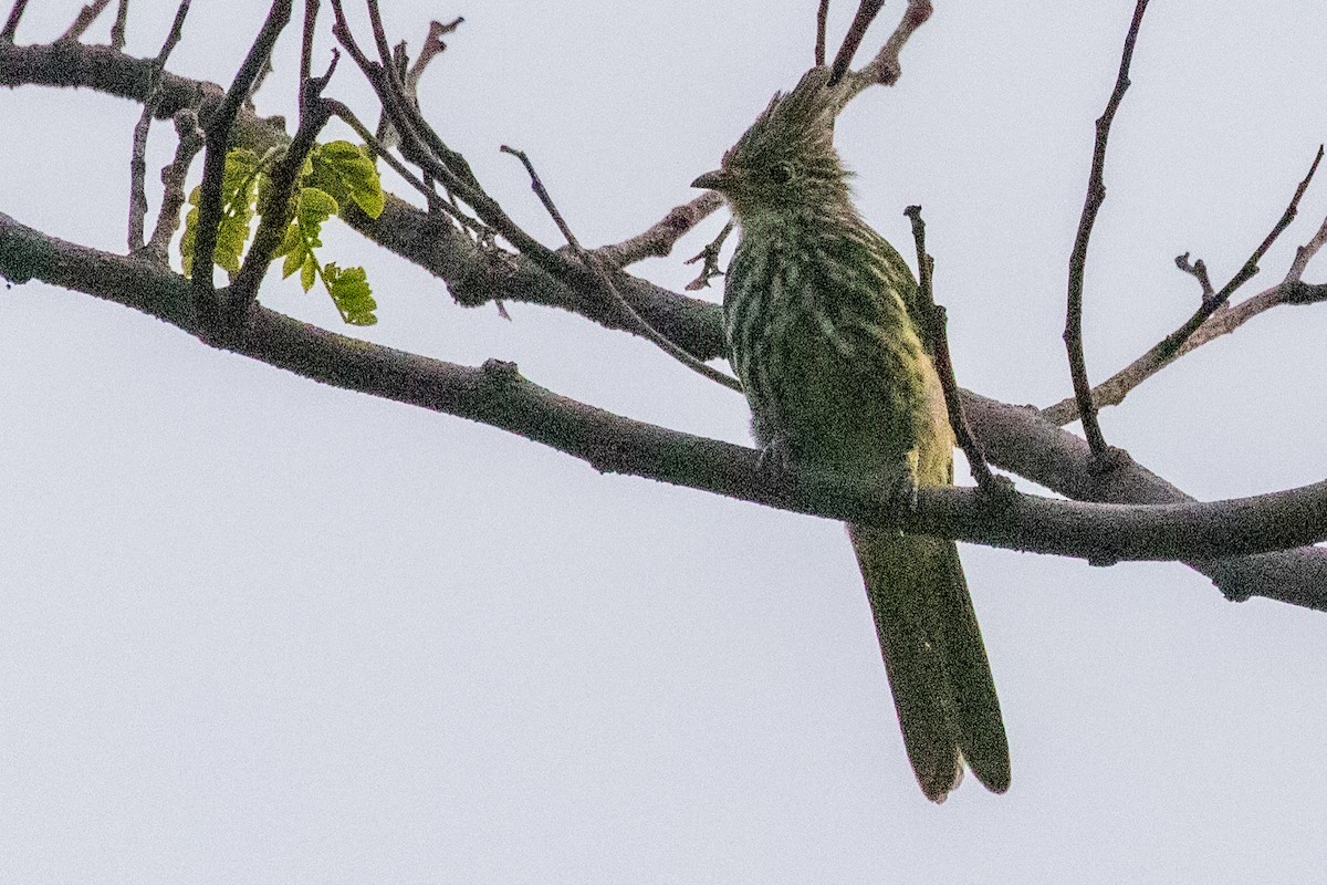 Striated Bulbul - ML622004571