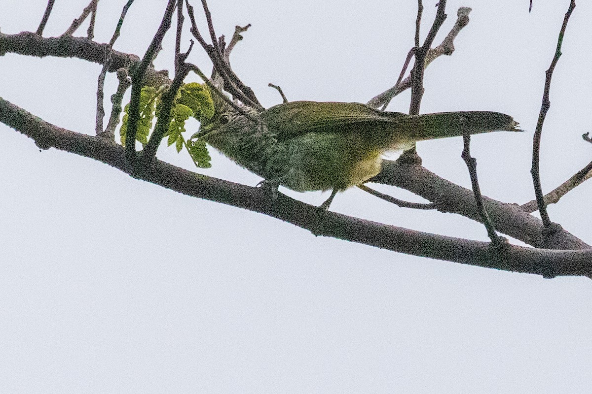 Striated Bulbul - ML622004573