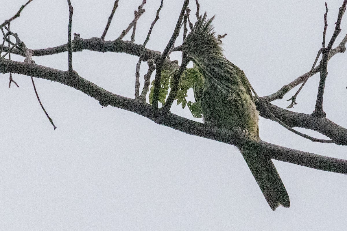 Striated Bulbul - ML622004578