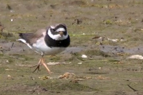 Txirritxo handia - ML622004654