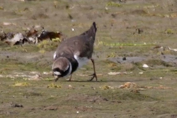 Txirritxo handia - ML622004655