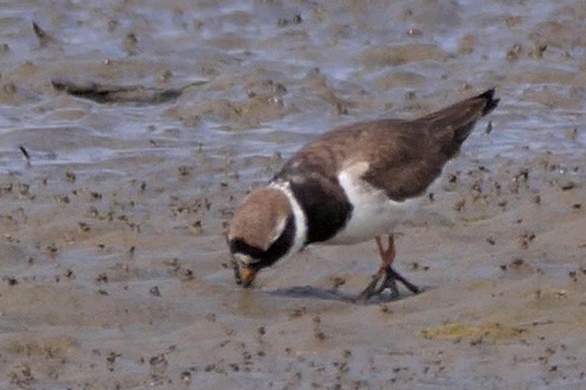 Txirritxo handia - ML622004699