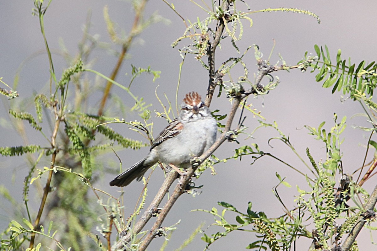 Rufous-winged Sparrow - ML622004737