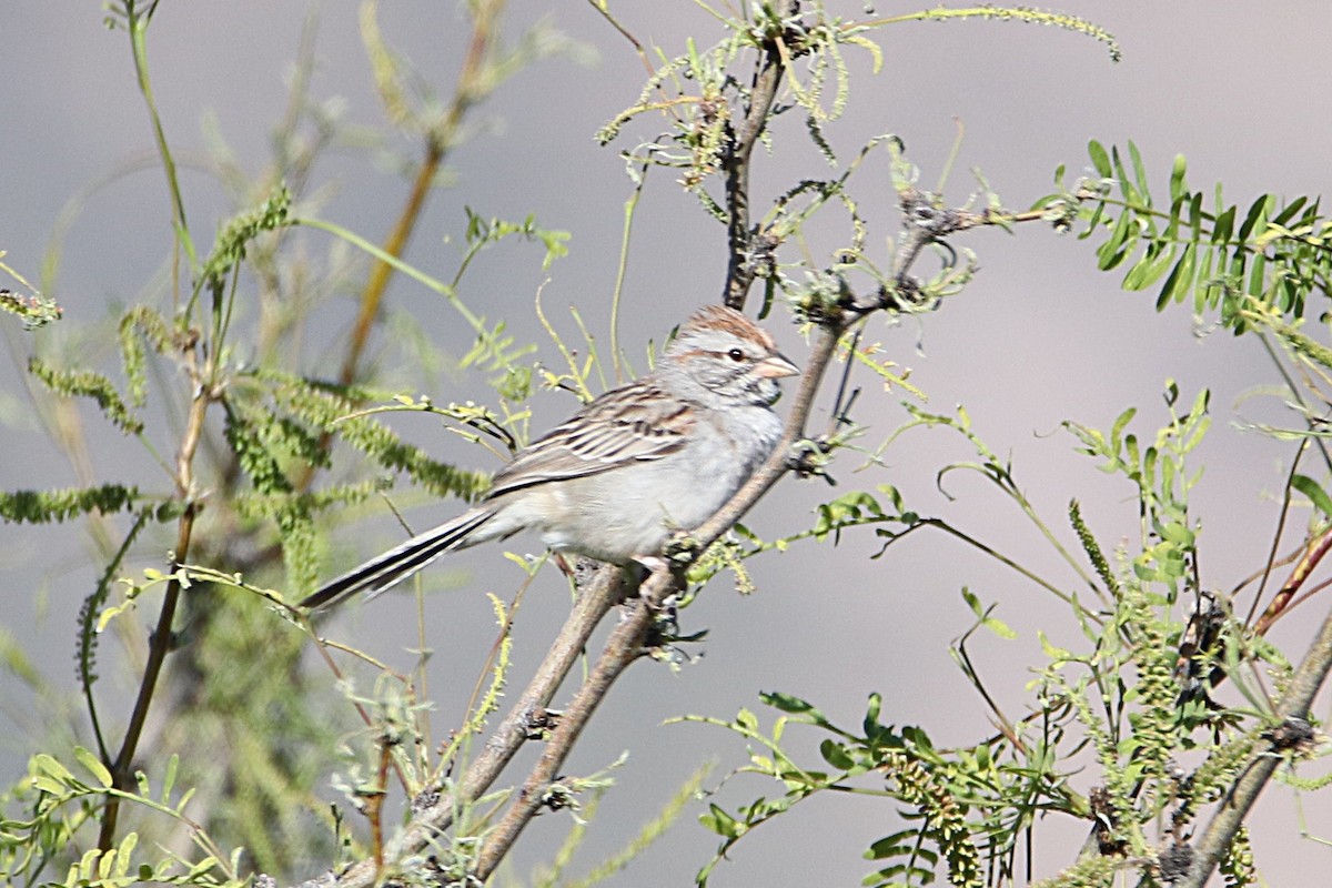 Rufous-winged Sparrow - ML622004738