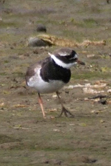 Txirritxo handia - ML622004800