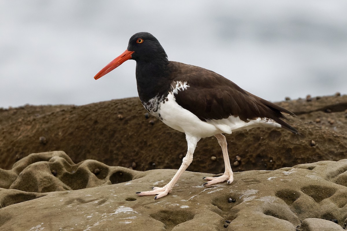 American Oystercatcher - Haim Weizman