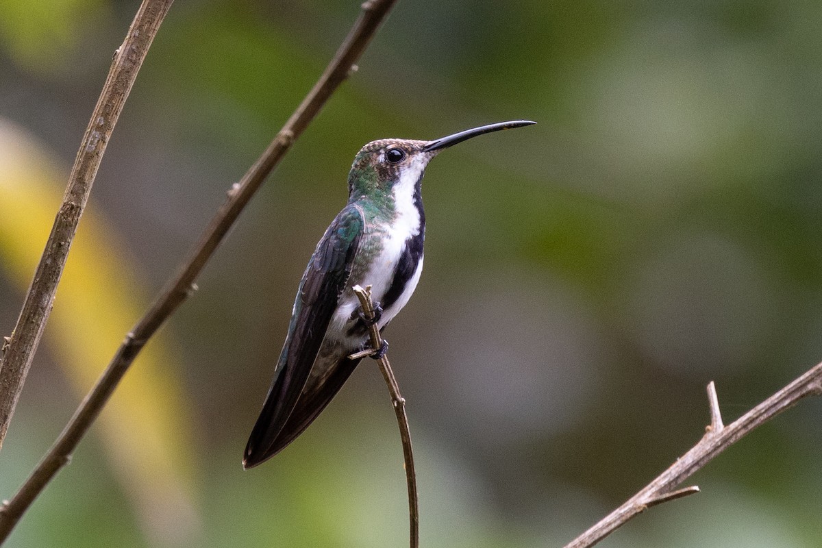 Black-throated Mango - ML622005005