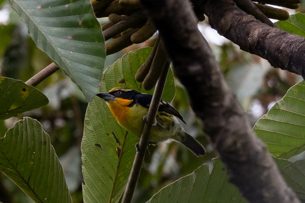 Gilded Barbet - ML622005023