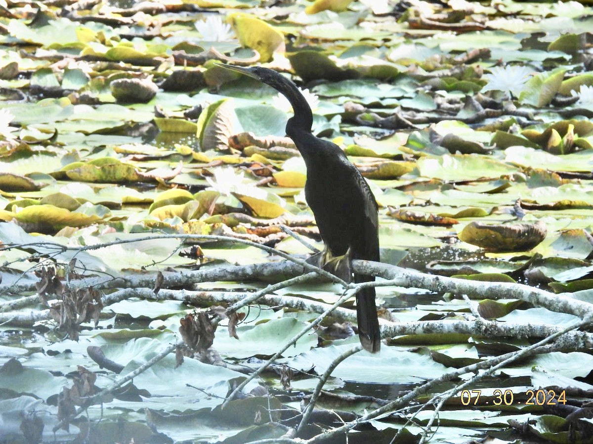 Anhinga d'Amérique - ML622005028