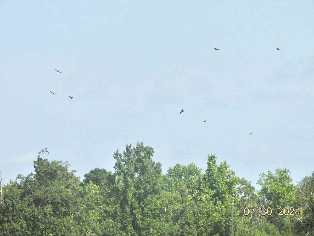 Milan du Mississippi - ML622005047