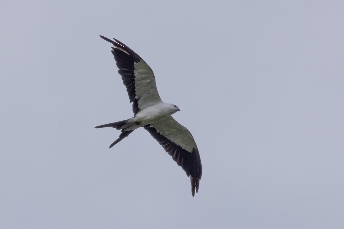 Swallow-tailed Kite - ML622005052