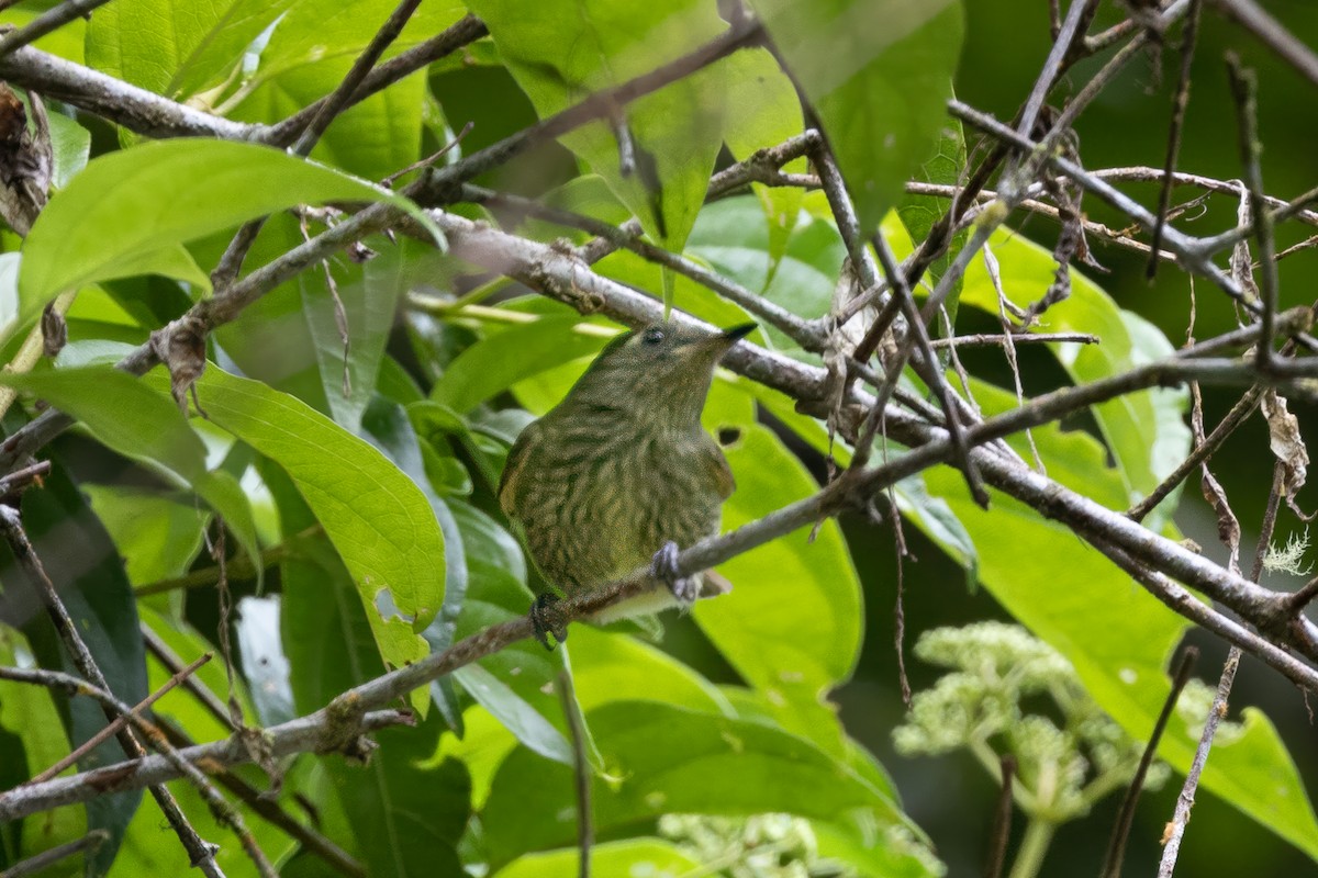 Olive-striped Flycatcher - ML622005064