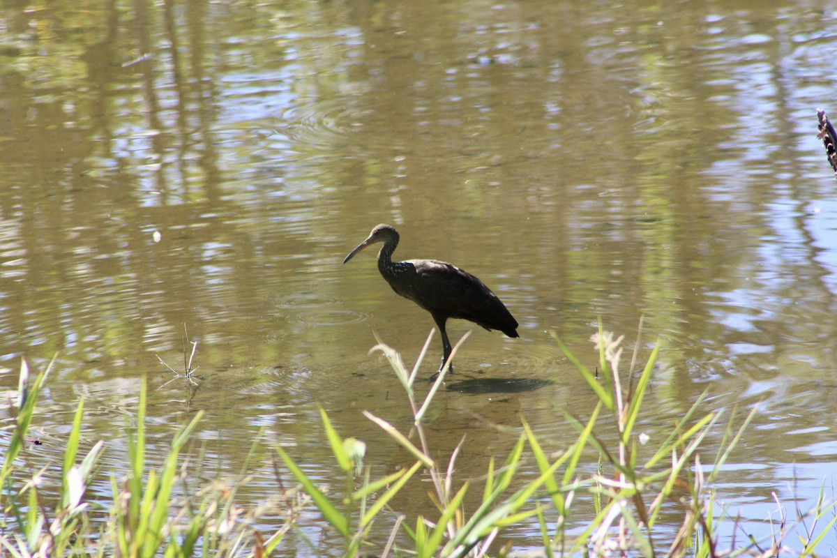 Limpkin (Brown-backed) - ML622005073