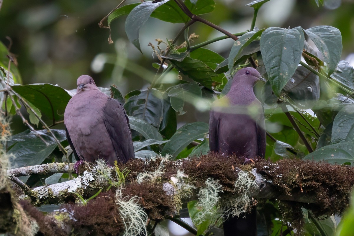 Plumbeous Pigeon - Peggy Steffens