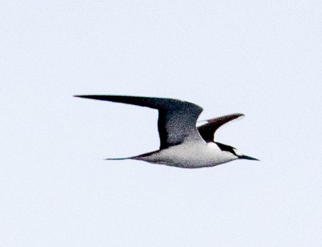 Sooty Tern - Elle McGee