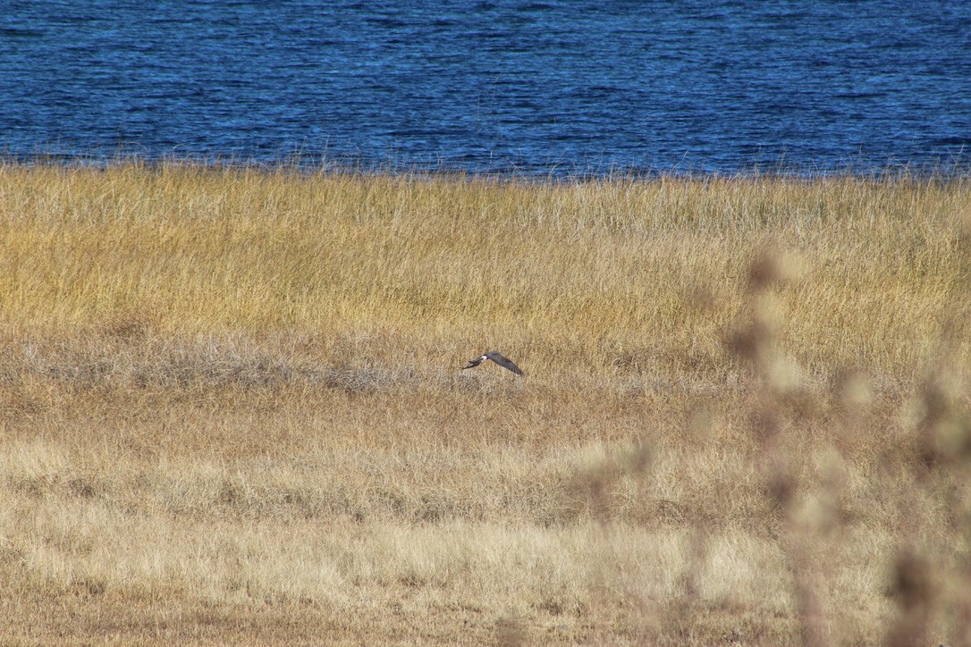 Cinereous Harrier - ML622005178