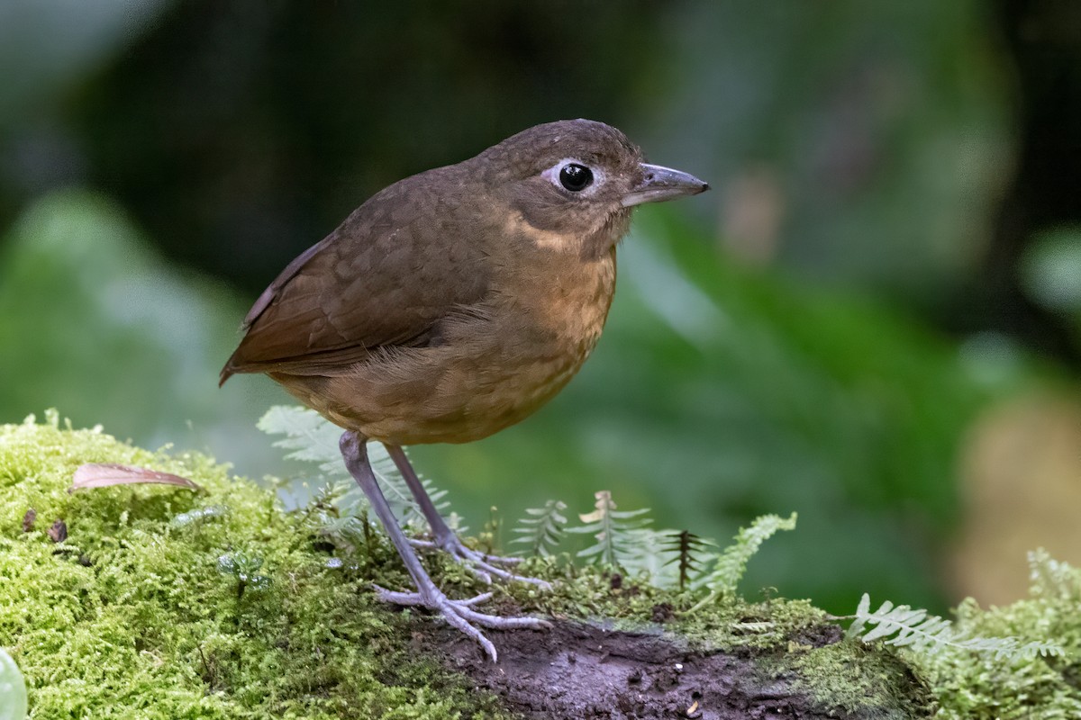 Plain-backed Antpitta - ML622005193