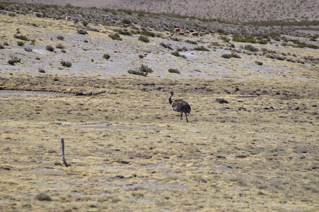 Lesser Rhea - JACOB STASSO
