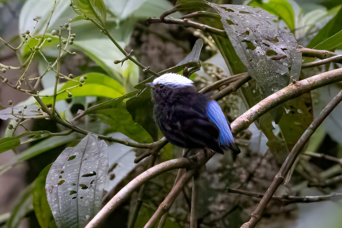 Blue-rumped Manakin - Peggy Steffens