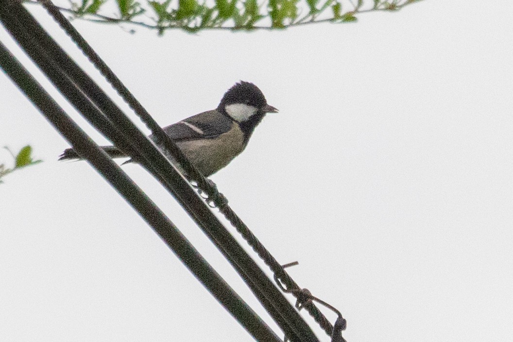 Asian Tit (Japanese) - Sue Wright