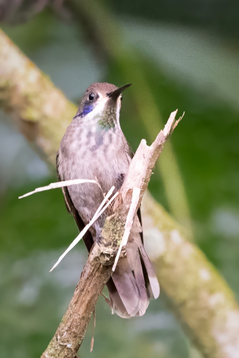 Brown Violetear - ML622005271