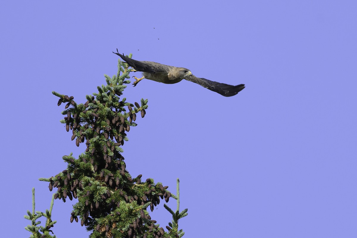 Swainson's Hawk - ML622005294
